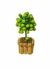 Arranjo mini árvore com peras artificiais vaso madeira na internet