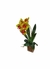 Arranjo orquídea amarela mesclada com detalhes vermelhos - comprar online
