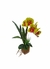 Arranjo orquídea amarela mesclada com detalhes vermelhos na internet
