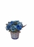 Mini Arranjo Com Rosas Variadas Vaso Cerâmica Branco E Azul - comprar online