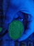Montipora Verrucosa Green (Muda)