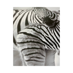 Cuadro Zebra - comprar online