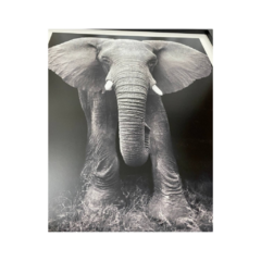 Cuadro Elefante - comprar online