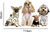 Adesivo de Parede Pet Shop Cachorros Roupas - comprar online