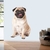 Adesivo de Parede Pet Shop Pug Sentado