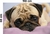 Adesivo de Parede Pet Shop Pug na internet