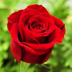 Rosa Grand Gala Roja