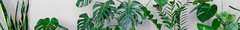 Banner de la categoría Plant Kits