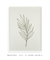 Quadro Decorativo Botanique 2 - comprar online