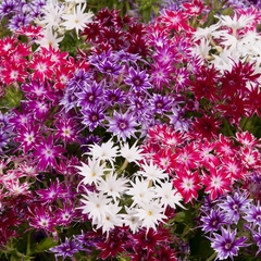 PHLOX