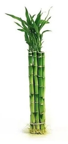 LUCKY BAMBOO (BAMBU) RECTO 50CM