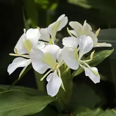 HEDYCHIUM CORONARIUS - CAÑA DE AMBAR