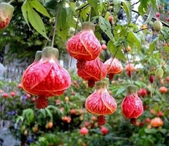 ABUTILON (FAROLITO CHINO)