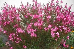 GAURA ROSADA 3L