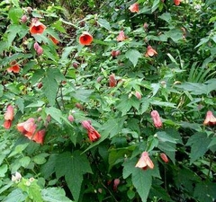 ABUTILON (FAROLITO CHINO) - comprar online