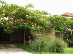 ACACIA CONSTANTINOPLA