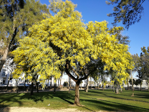 ACACIA DEALBATA