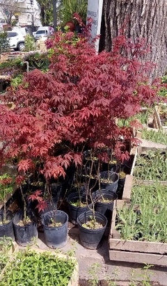 ACER PALMATUM RUBRA