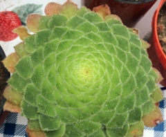 SUCULENTA AEONIUM