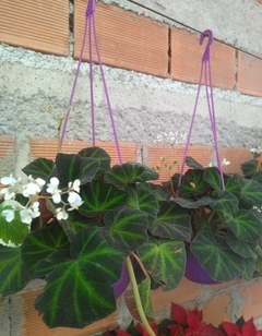 BEGONIA BRASIL