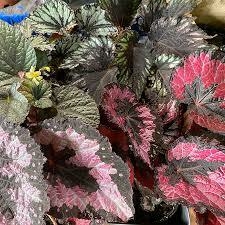 BEGONIA REX M13