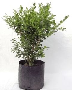 BUXUS GRANDE - comprar online