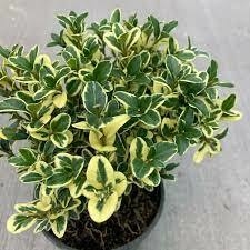 BUXUS VARIEGADO 4L