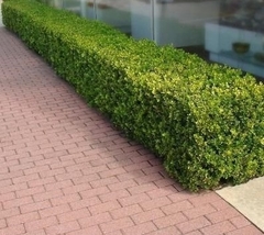 BUXUS GRANDE