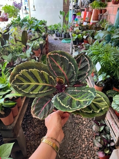 Calathea roseopicta - comprar online