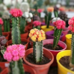 CACTUS INJERTADO