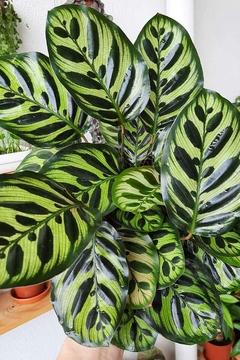 CALATHEA MACOYANA M14 - comprar online