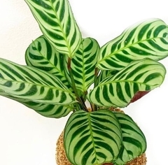 CALATHEA PUERTORRIQUEÑA S12 - comprar online