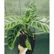 CALATHEA ZEBRINA