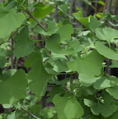 GINKO BILOBA en internet