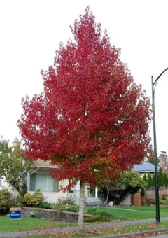 LIQUIDAMBAR en internet