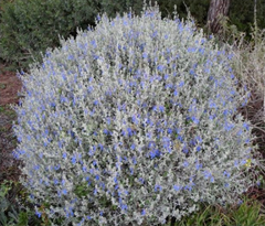 TEUCRIUM (chico)