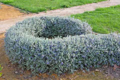 TEUCRIUM (chico) - comprar online