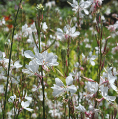 GAURA BLANCA 3L - comprar online