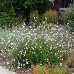 GAURA BLANCA 3L