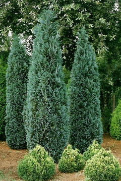 Chamaecyparis lawsoniana 'Ellwoodii'