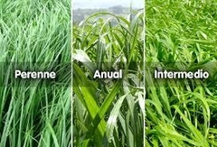 SEMILLAS CESPED RIE GRASS 1/2kg - comprar online