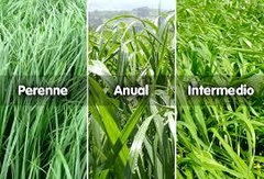 SEMILLAS CESPED RIE GRASS 1kg - comprar online