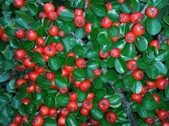 COTONEASTER - comprar online