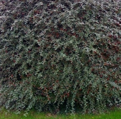 COTONEASTER