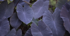 ALOCASIA / OREJA DE ELEFANTE NEGRA