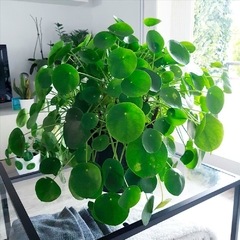 PILEA PEPEROMOIDES