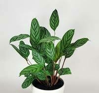 CALATHEA SETOSA M14