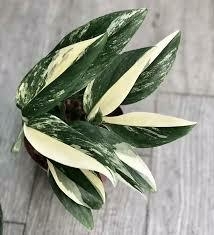 MONSTERA STANDLEYANA