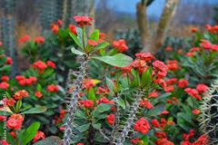 EUPHORBIA MILI