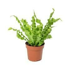 ASPLENIUM I11